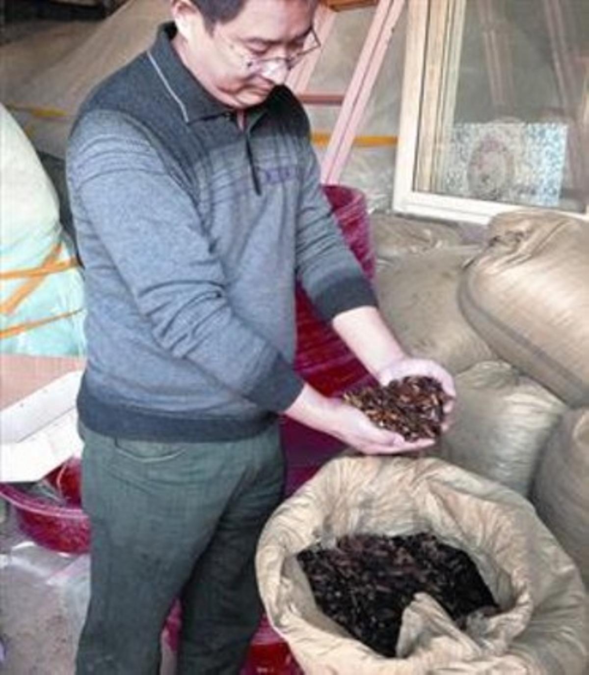 El rei dels escarabats 8Wang Fuming, el principal productor de l’insecte ortòpter a la Xina. El rei dels escarabats 8Wang Fuming, el principal productor de l’insecte ortòpter a la Xina.