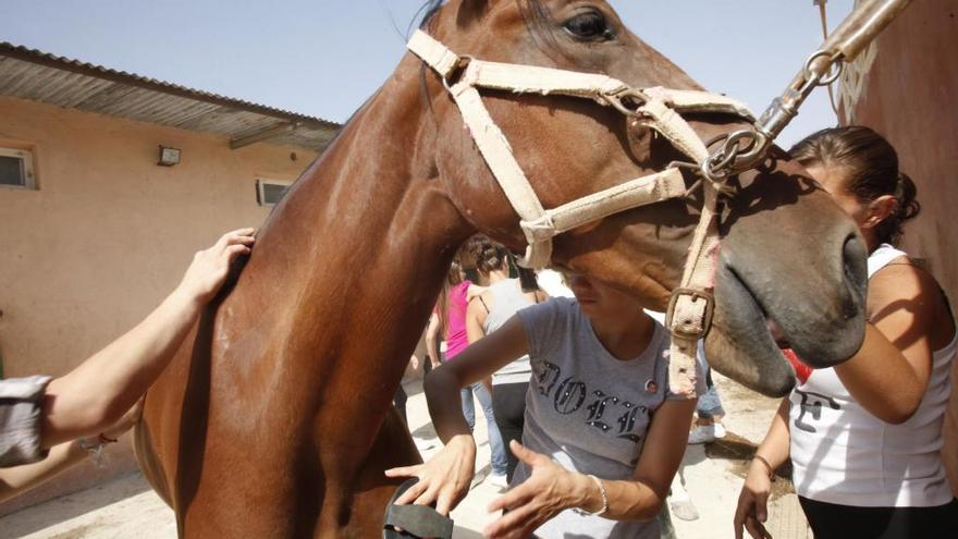 Redován pone en marcha un servicio de terapia con caballos para discapacitados