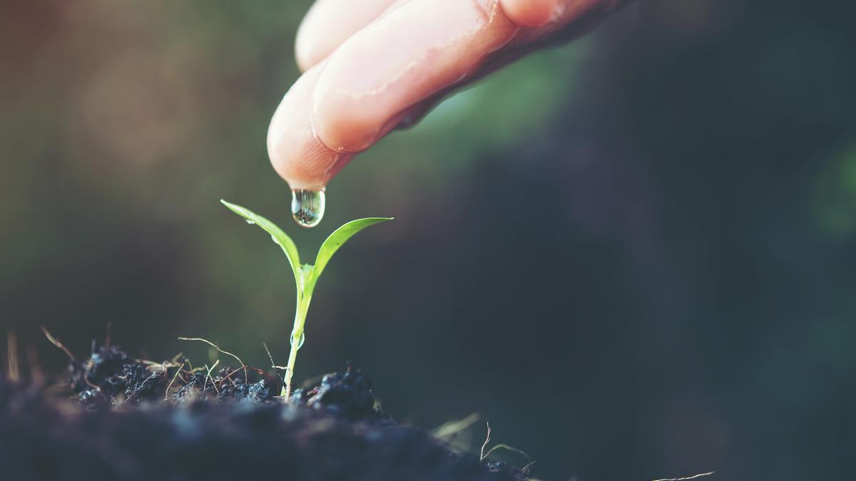 Día Mundial de la Lucha contra la Desertificación y la Sequía