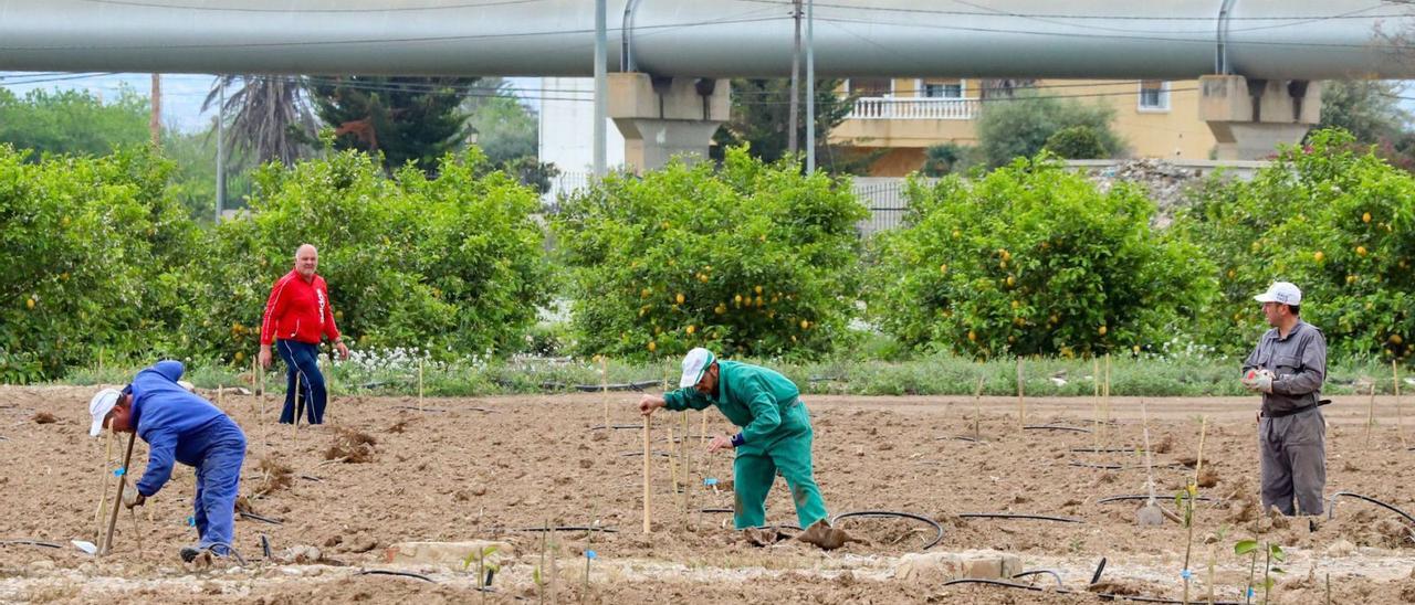 Una imagen de trabajadores del campo en Orihuela, junto a los tubos del trasvase del Tajo camino del pantano de la Pedrera. | TONY SEVILLA