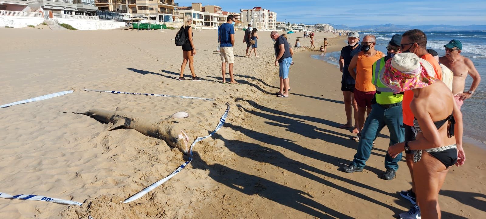 Hallan una tintorera varada en la playa de Guardamar del Segura