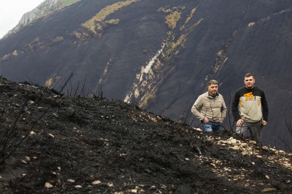 Desolación en el suroccidente asturiano tras los incendios