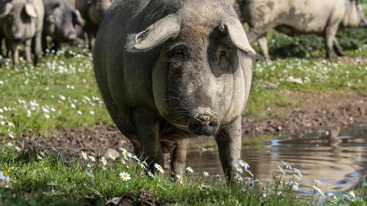 Cerdo Ibérico.