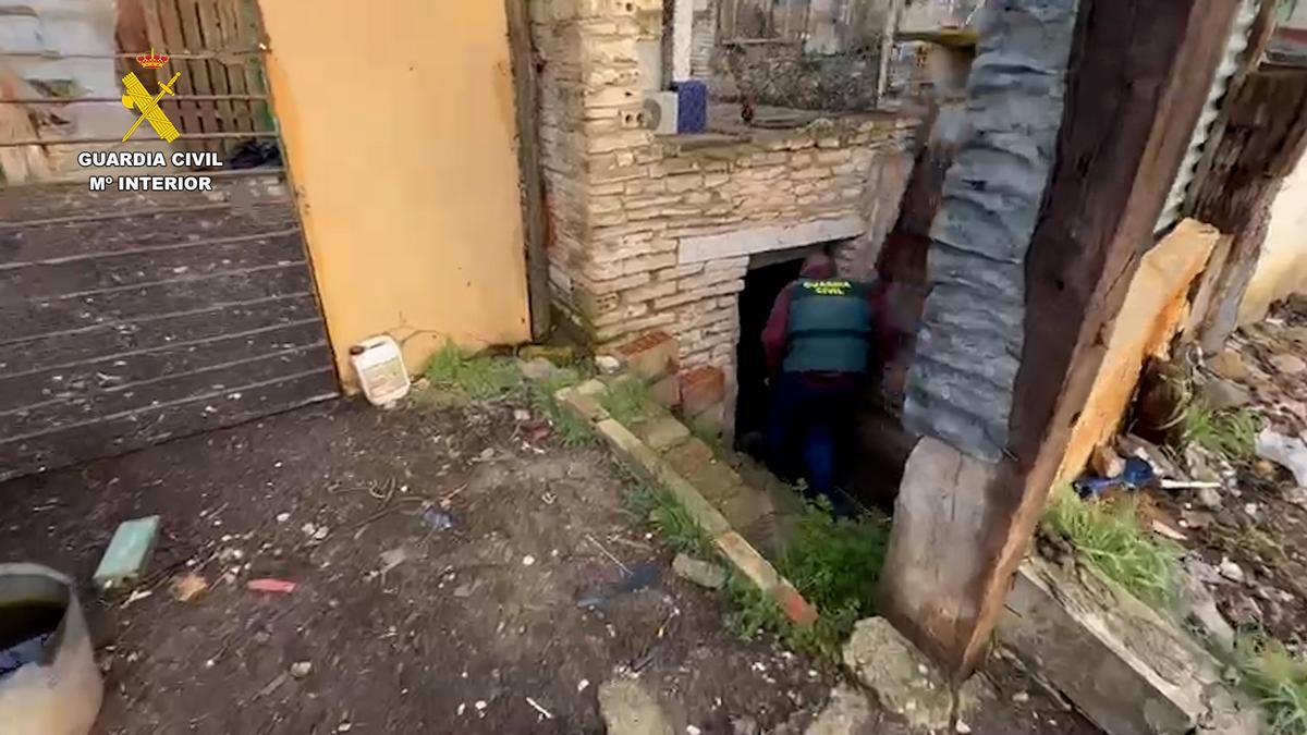 La Guardia Civil detiene a un vecino de Casariche y desmantela una plantación de marihuana con 535 plantas en Lucena.