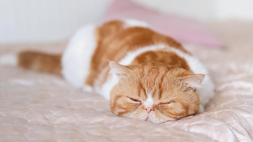 ¿Es bueno dormir con tu gato en la cama?