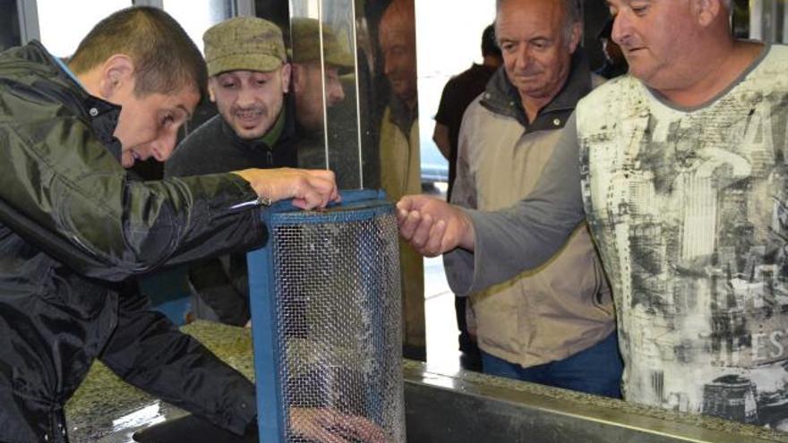 &quot;Garu&quot; vuelca las angulas antes de pesarlas en la lonja de Ribadesella.