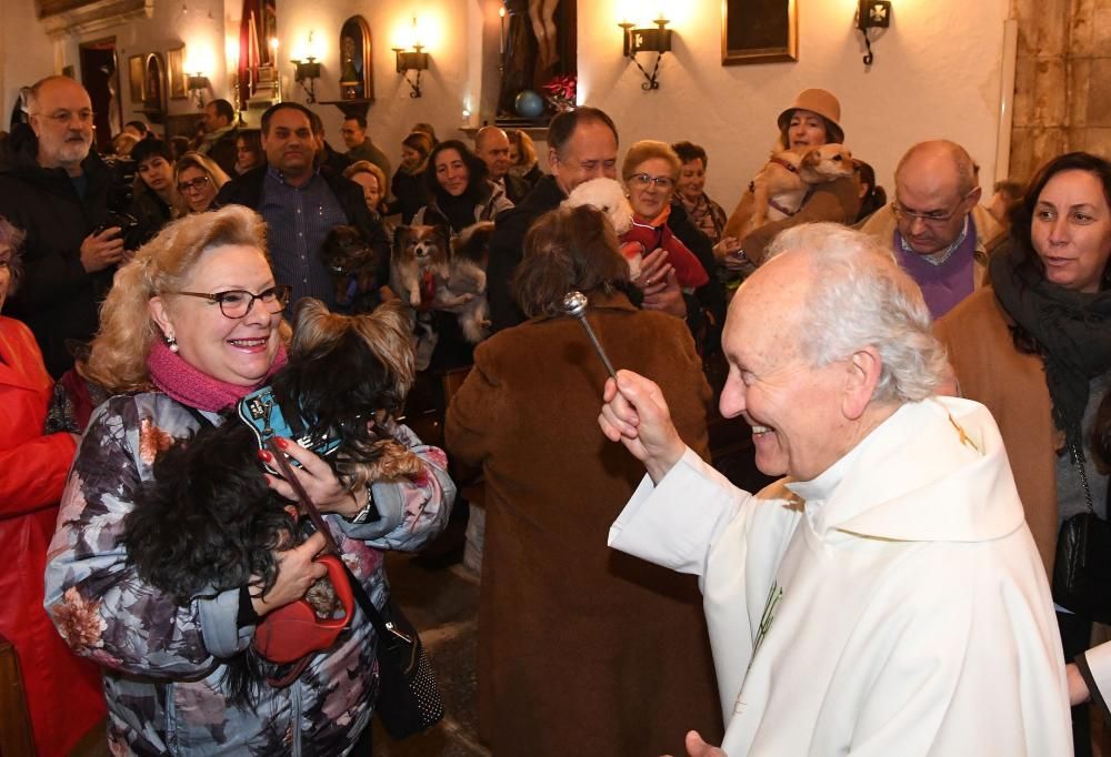 Bendición de mascotas en A Coruña