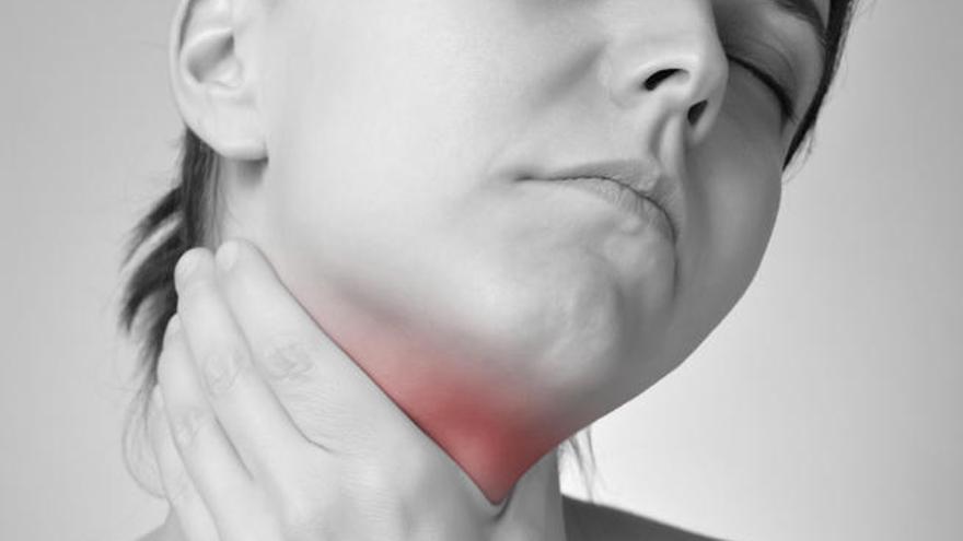 La tiroides se encuentra bajo la mandíbula.