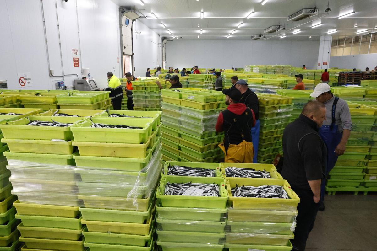 EN IMÁGENES: "Intensa y épica" descarga en Lonja Gijón: más de 65.000 cajas de bocarte y 550.000 kilos de pescado rulado