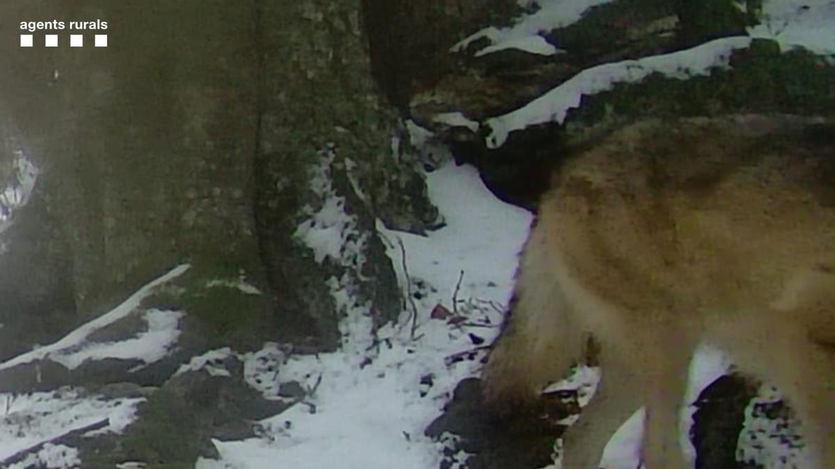 Imagen captada por una cámara de fototrampeo del lobo documentado en Vilaller