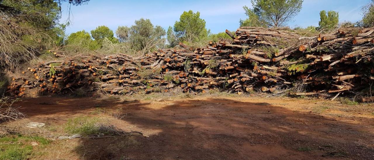 Pinos jóvenes talados en el Pla de Colom por la empresa que debía limpiar y sanear la zona. | LEVANTE-EMV