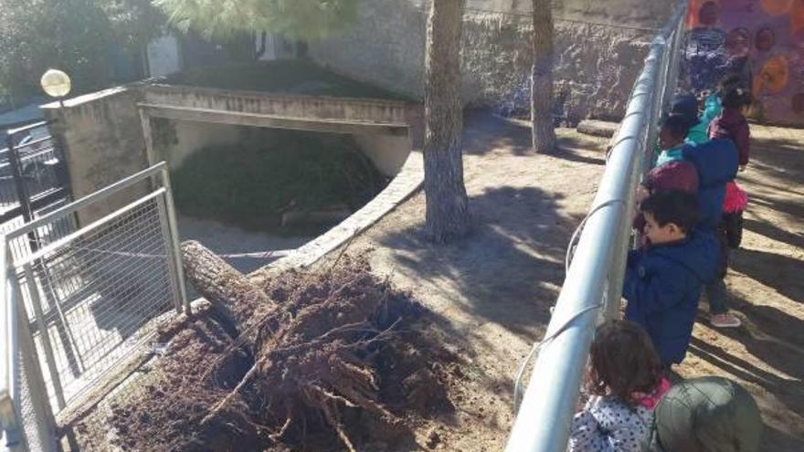 L&#039;arbre tombat a l&#039;escola Renaixença