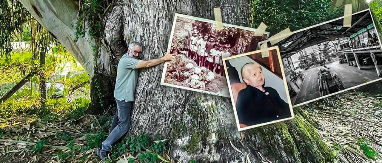 Alfonso Armada abraza un eucalipt en el pazo de Rubiáns (Vilagarcía)