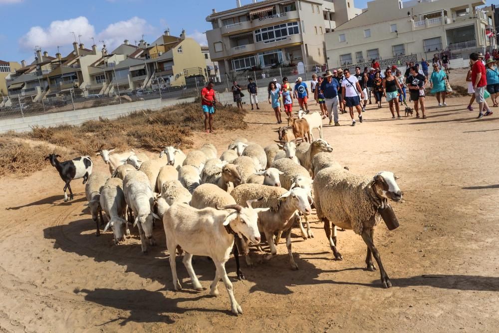 Un rebaño de ovejas recorren la antigua vía pecuar