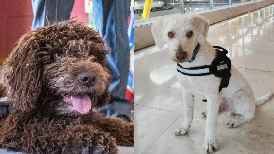 Junco y Enzo, los dos agentes K-9 de la Guardia Civil que buscan los últimos cadáveres en el tren Alvia