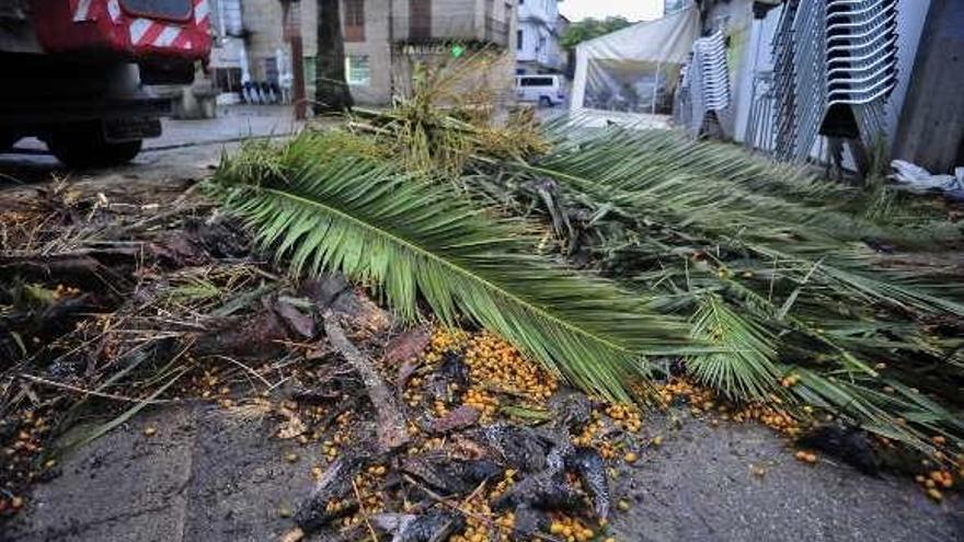 Arriba, el río Umia desbordado. A la derecha, los restos de la palmera derribada por el viento en Cambados. // Iñaki Abella