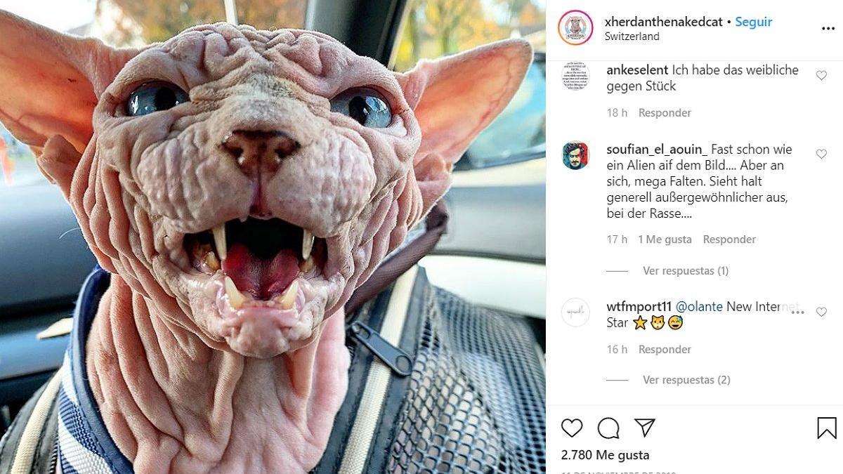 Xherdan, el gato más arrugado de Instagram.