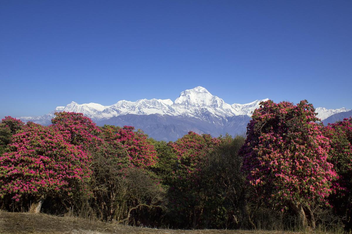 Rododendros en el Annapurna, Nepal.