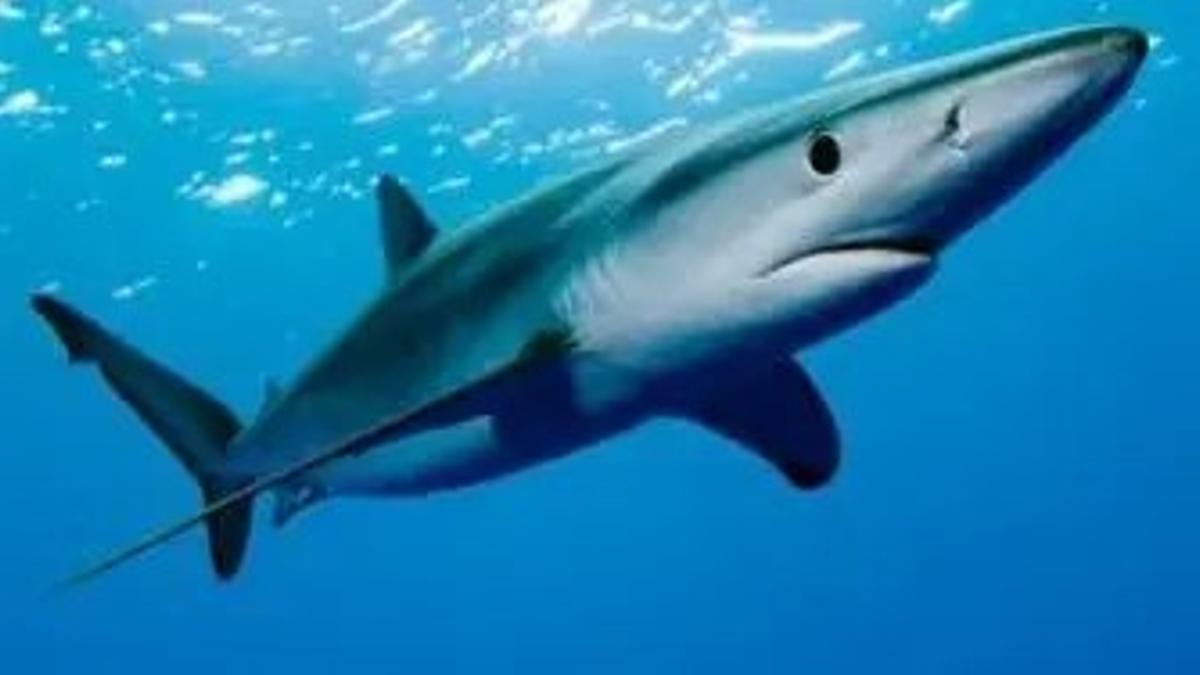 Tiburón azul o tintorera de gran tamaño