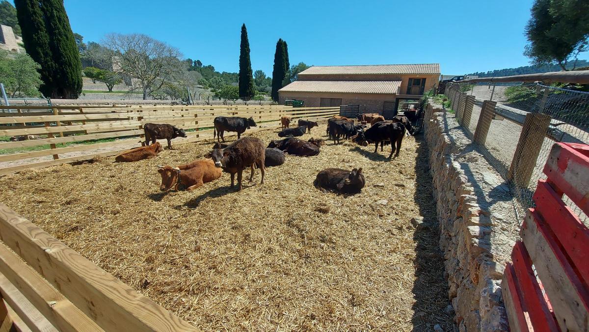 Gehege mit mallorquinischen Kühen, eine Rasse, von der nur noch wenige Exemplare übrig sind. Die öffentlich betriebene Finca Galatzó bemüht sich um den Weiterbestand.