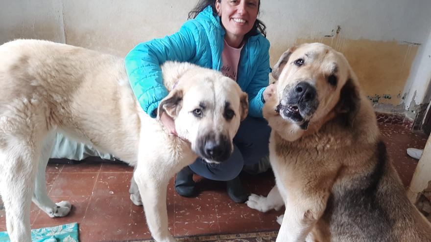 Una protectora de Santa Marina (Siero) denuncia el desalojo de cuatro perros