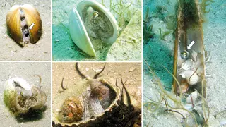 Miniarquitectos del mar: la asombrosa vida de los pulpos juveniles en la arena