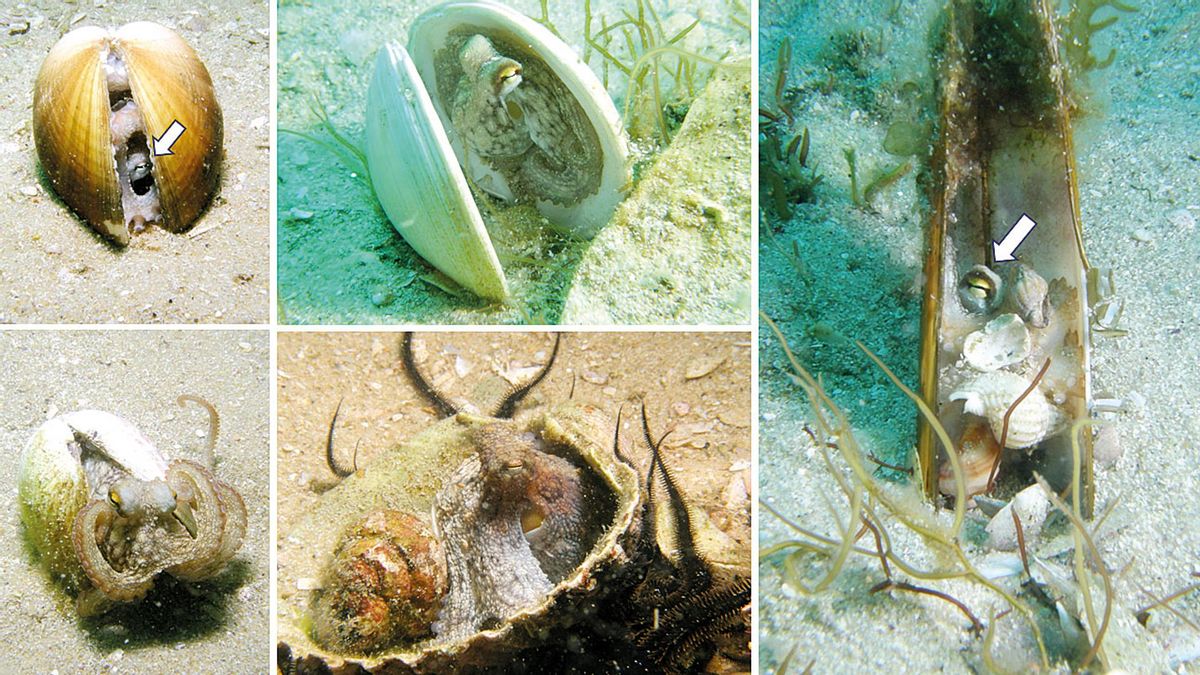 Pulpos juveniles utilizan conchas de almejas y navajas como refugio en Cíes.