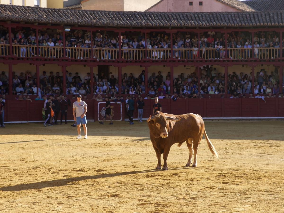Toro del Cajón, San Agustín 2026
