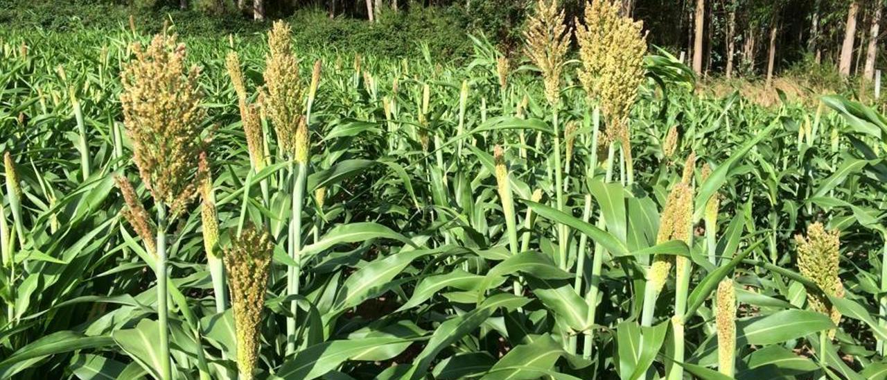 Cultivo de sorgo en una finca de Agolada. // A.O.T.