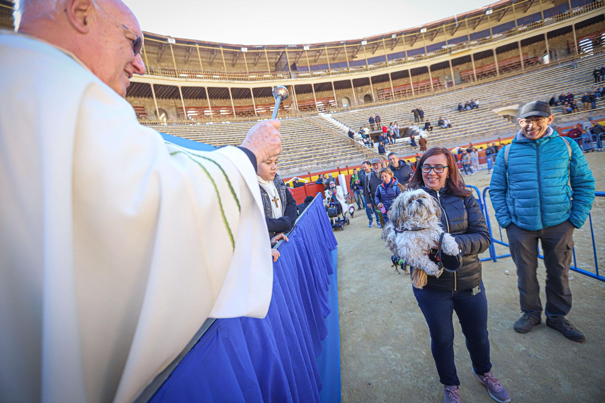 Concurso ecuestre y Bendición de animales por San Antón en Alicante