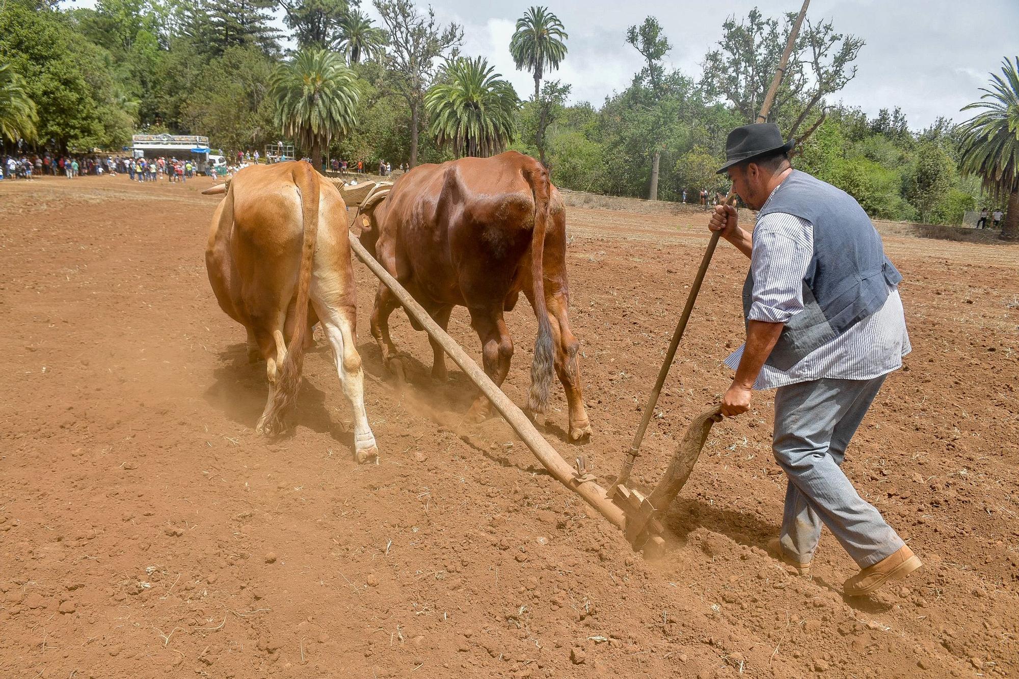 Feria de Ganado del Pino 2024 en Osorio