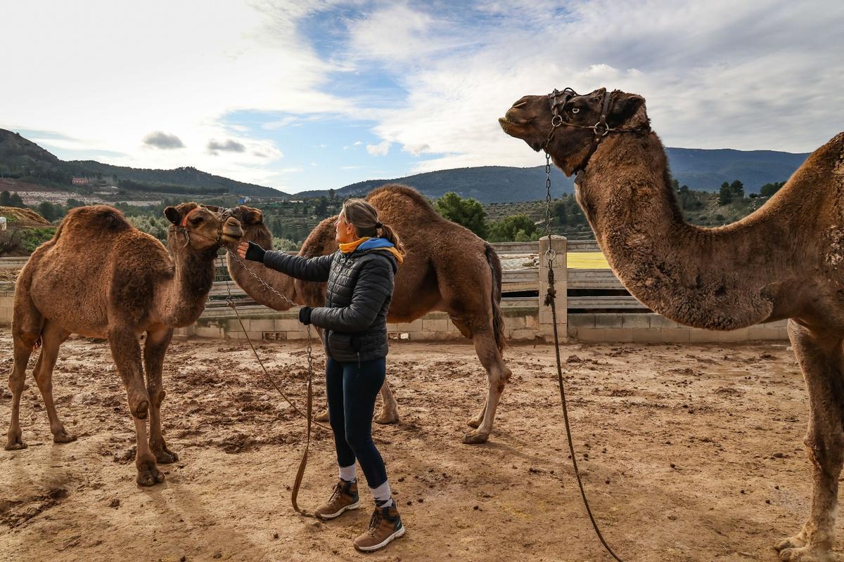 Los dromedarios ya están listos para trasladar a los Reyes Magos de Alcoy