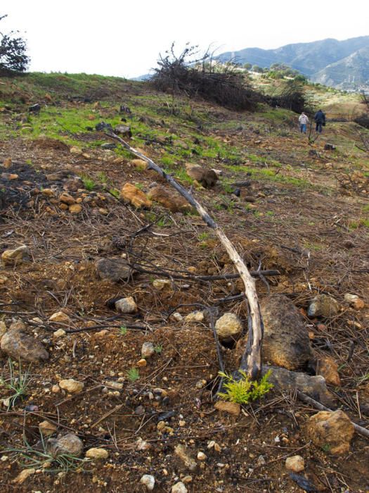 Hace cinco años, un gran incendio afectaba a 8.000 hectáreas de los municipios de Coín, Alhaurín el Grande, Mijas, Marbella, Ojén y Monda. Hoy se trabaja en recuperar las zonas afectadas.