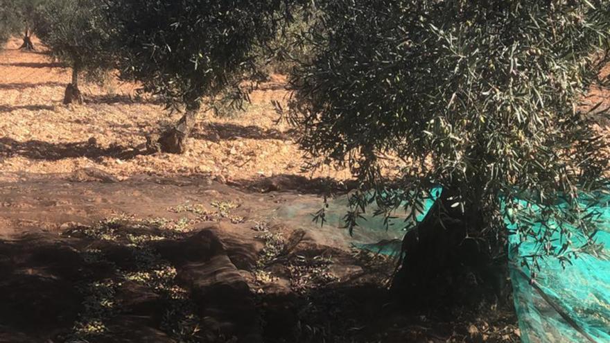 AVA estima que la producción de aceituna valenciana será un 30 % más baja de lo normal