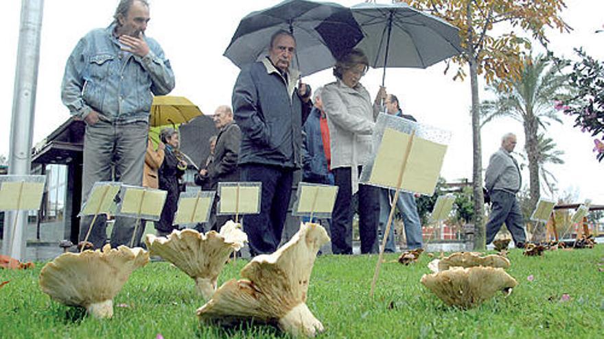 El manjar del otoño