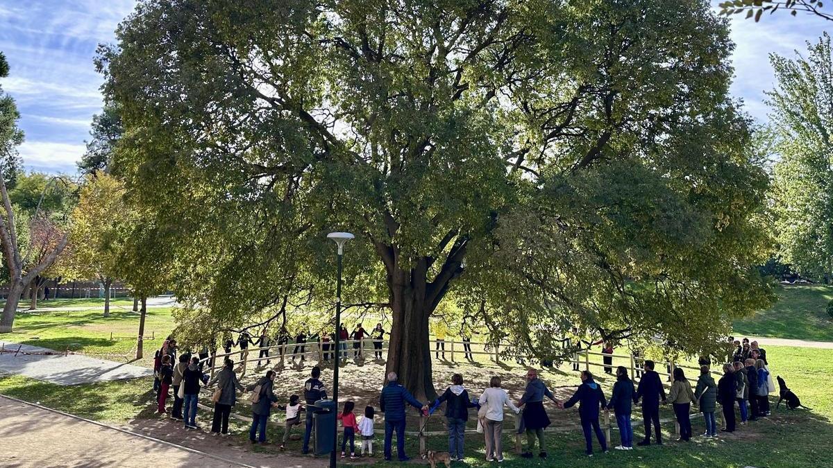 El emblemático almez de un parque de Zaragoza que aspira a ser Árbol del Año 2026.