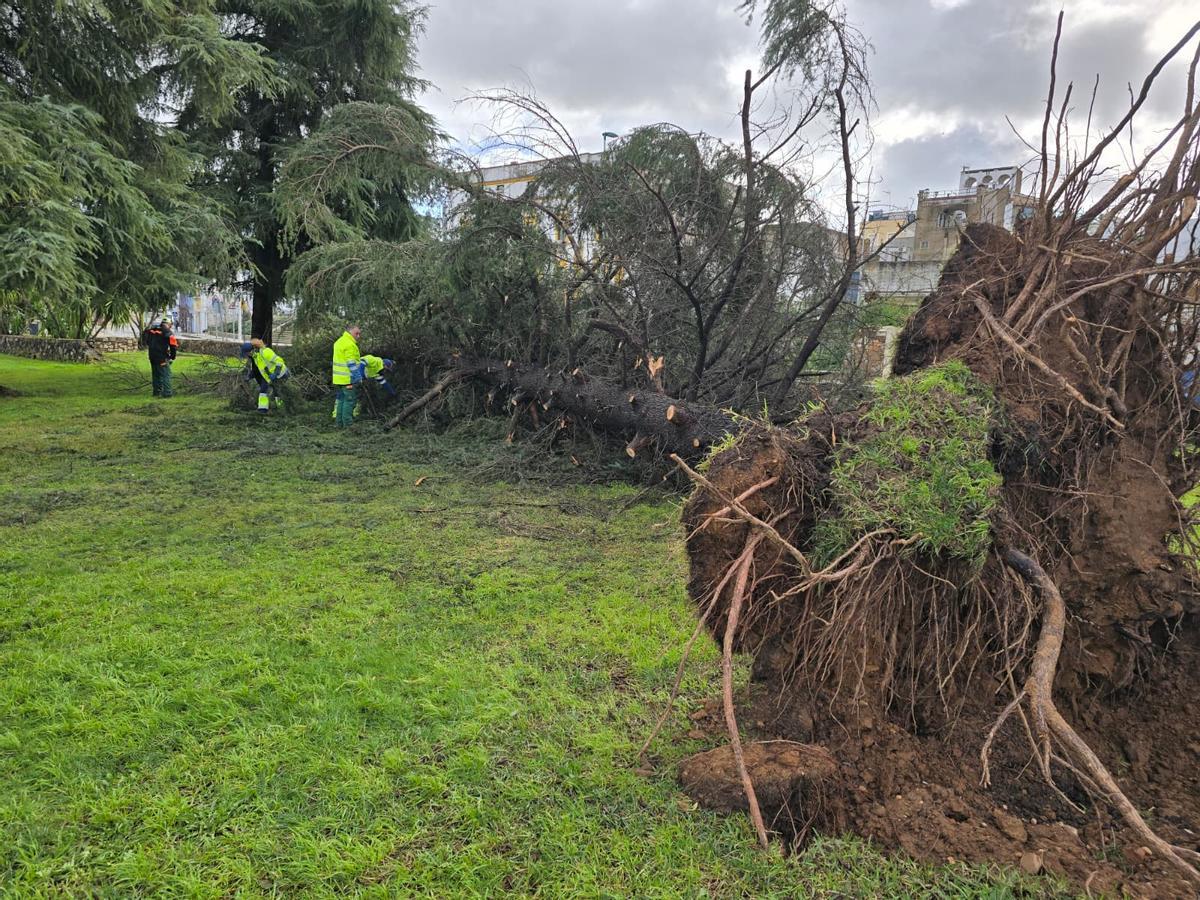 Árbol de gran porte caído junto a la rotonda de Los Tres Poetas.