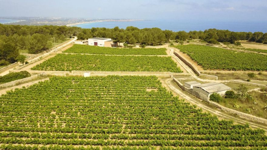 En Terramoll se visita el campo y luego se pasa a la bodega para ver cómo se elaboran los vinos. | TERRAMOLL