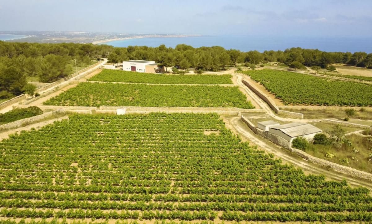 En Terramoll se visita el campo y luego se pasa a la bodega para ver cómo se elaboran los vinos. | TERRAMOLL