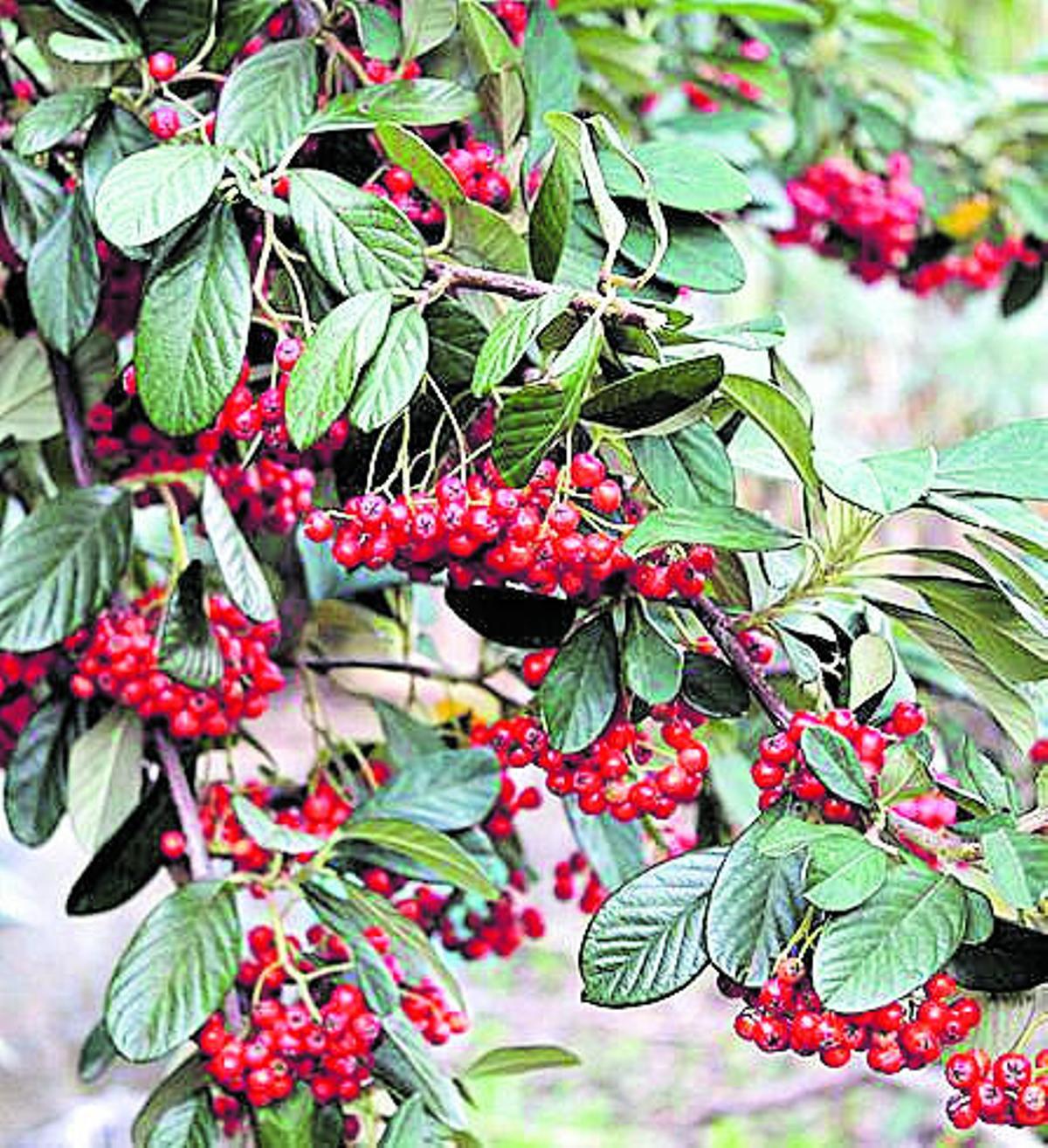 ENERO. Procedente de arroyos y matorrales de China de gran altitud, el arbusto Cotoneaster lacteus puede traducirse de su nombre en latín como ‘membrillo imperfecto’, porque sus hojas recuerdan a algunas especies de membrillo. Atractivo para las abejas, en primavera da flores blancas. Puede encontrarse en La Concepción en el talud junto al lago de la parte sur.