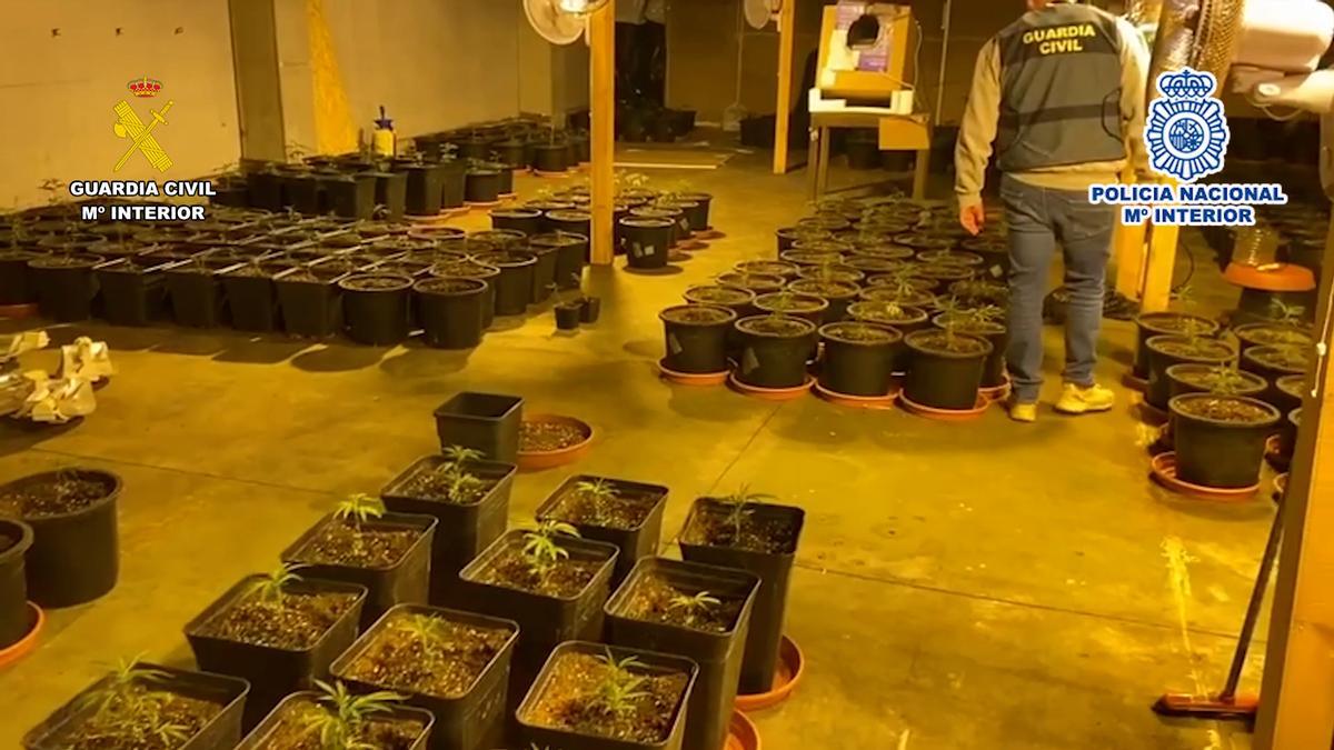 Plantas cultivadas por la organización criminal en la provincia de Alicante