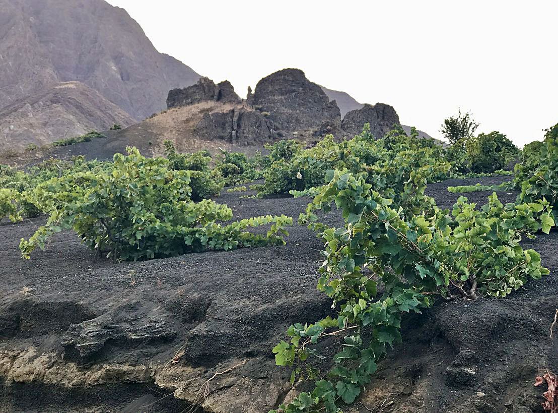 Vid plantada sobre las cenizas de la erupción de 2014, en la isla caboverdiana. 