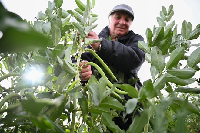 La producción de habas en el campo de Elche cae a la mitad por las plagas y la falta de rentabilidad