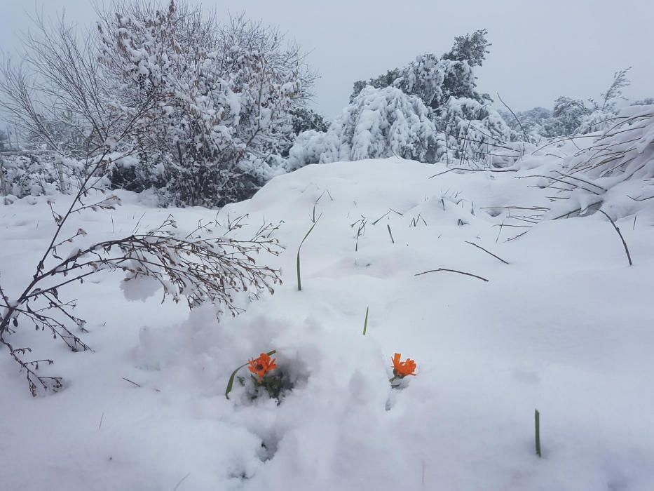 Primavera blanca. Aquestes vistoses flors enmig d’un bon tou de neu mostren que la primavera s’obre camí.