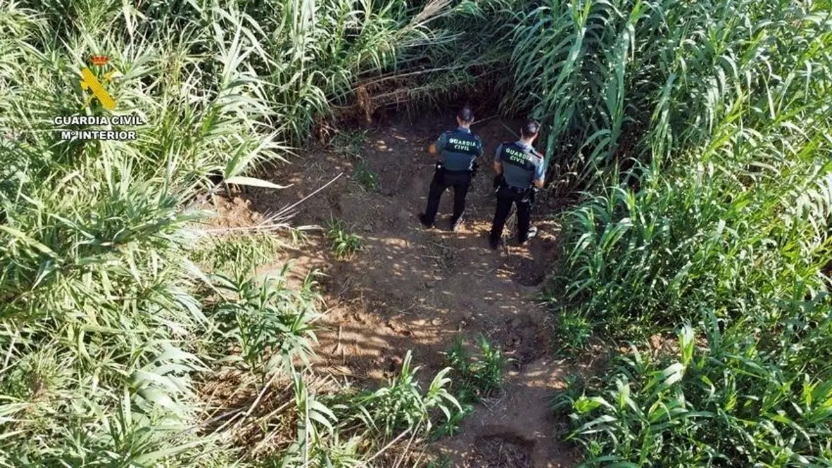 Investigado un vecino de Benquerencia por mantener una plantación de marihuana en la ribera del río Zujar