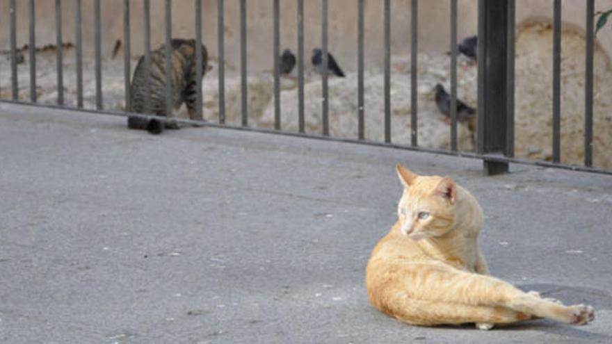 Varios gatos pasan la tarde en la calle Carretería.