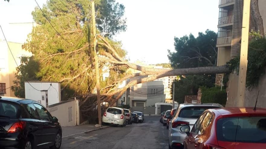 Árbol tumbado por el viento