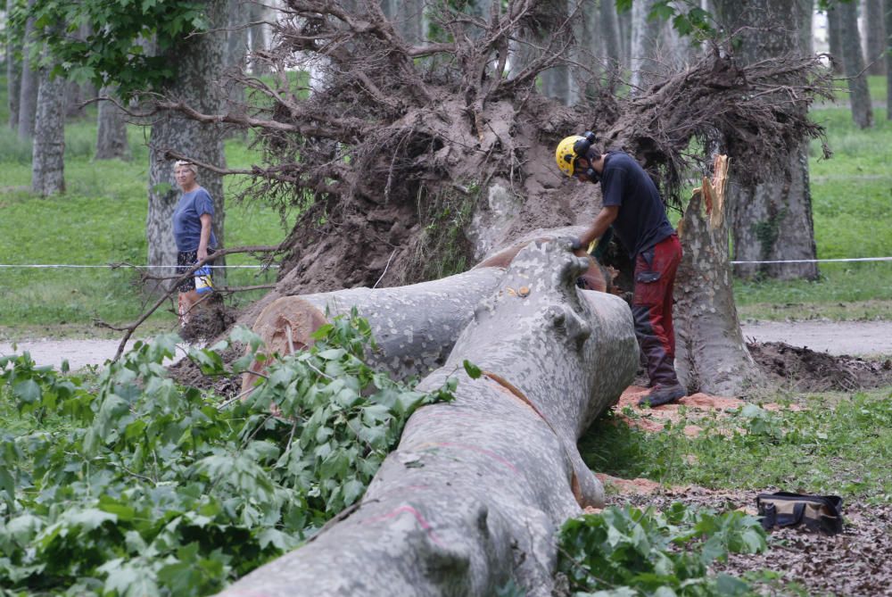 Cau un plàtan de 62 metres al parc de la Devesa