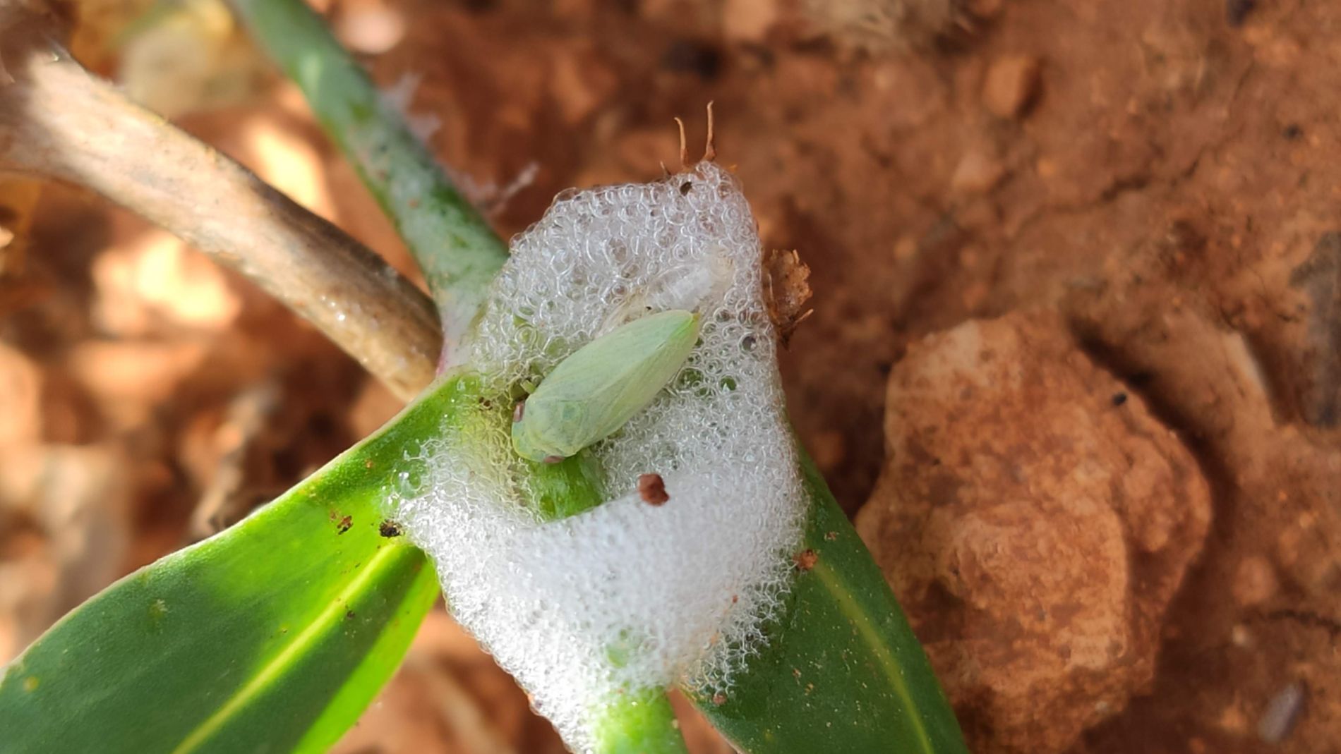 La UIB identifica los insectos responsables de la transmisión de la 'Xylella fastidiosa' en Baleares