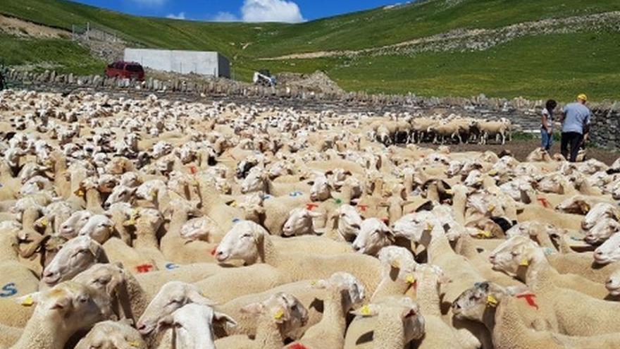 Los ganaderos pueden ya solicitar las ayudas para mitigar la presencia del lobo y el oso en el territorio aragonés